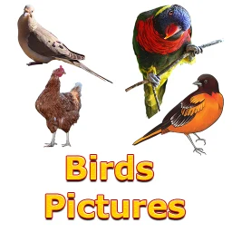 Ícone de Birds Names with Pictures